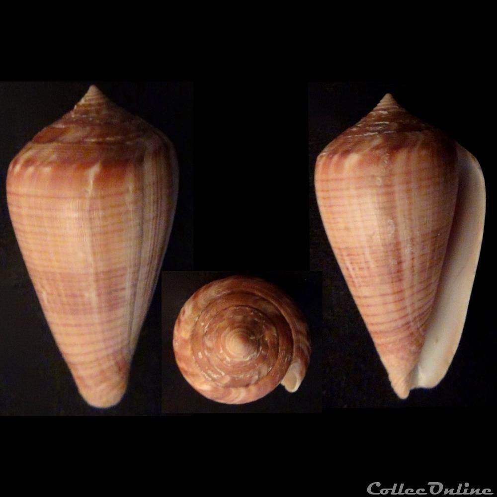 Rhizoconus hyaena (Hwass, 1792) coquillage fossile gastropodum rhizoconus hyaena hwass 1792