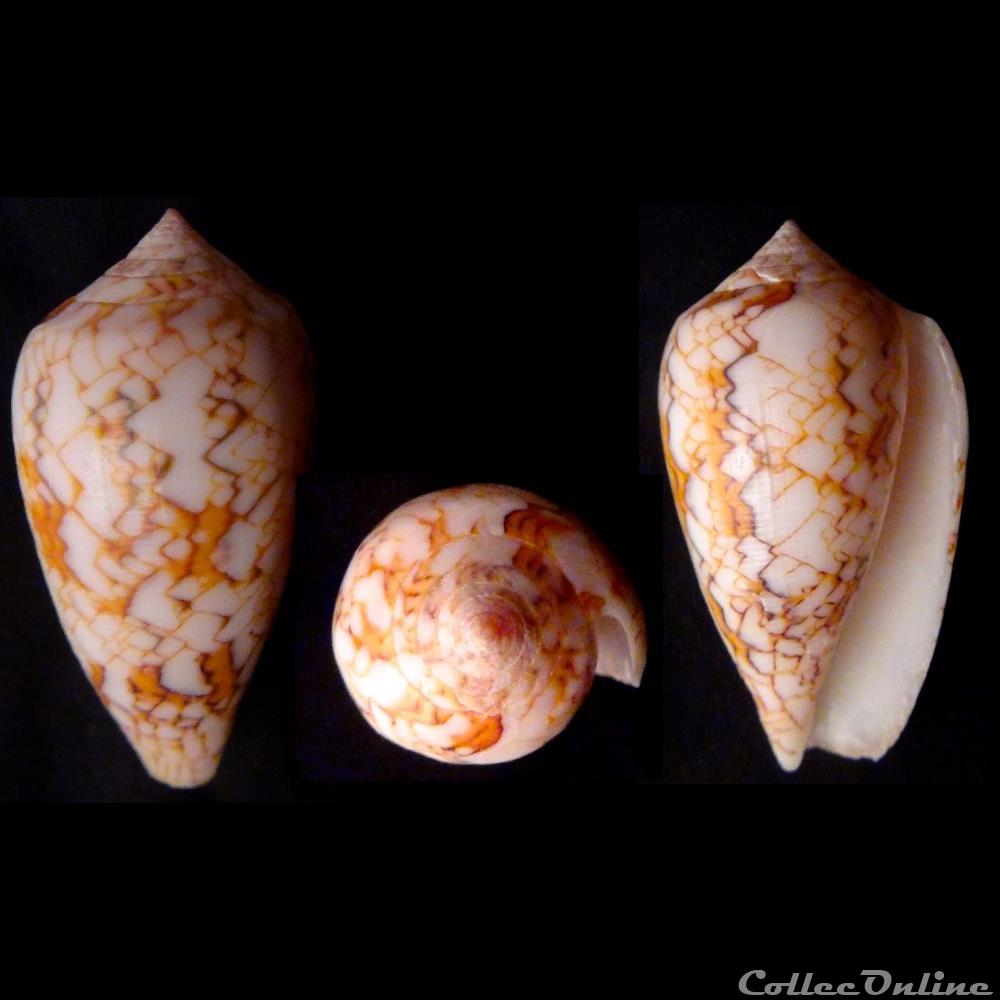 Cylindrus archiepiscopus (Hwass in Bruguière, 1792 coquillage fossile gastropodum cylindrus archiepiscopus hwass in bruguiere 1792