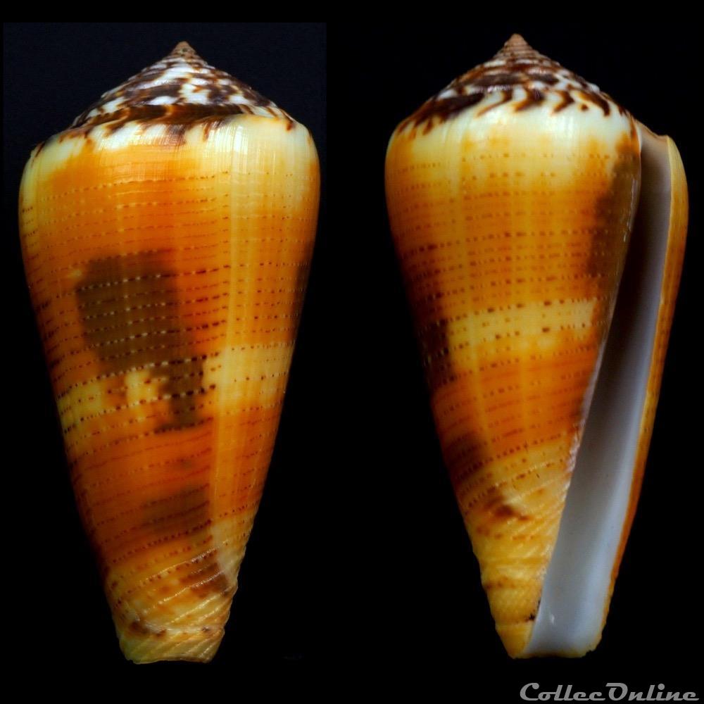 Pionoconus circae Dillwyn, 1817 coquillage fossile gastropodum pionoconus circae dillwyn 1817