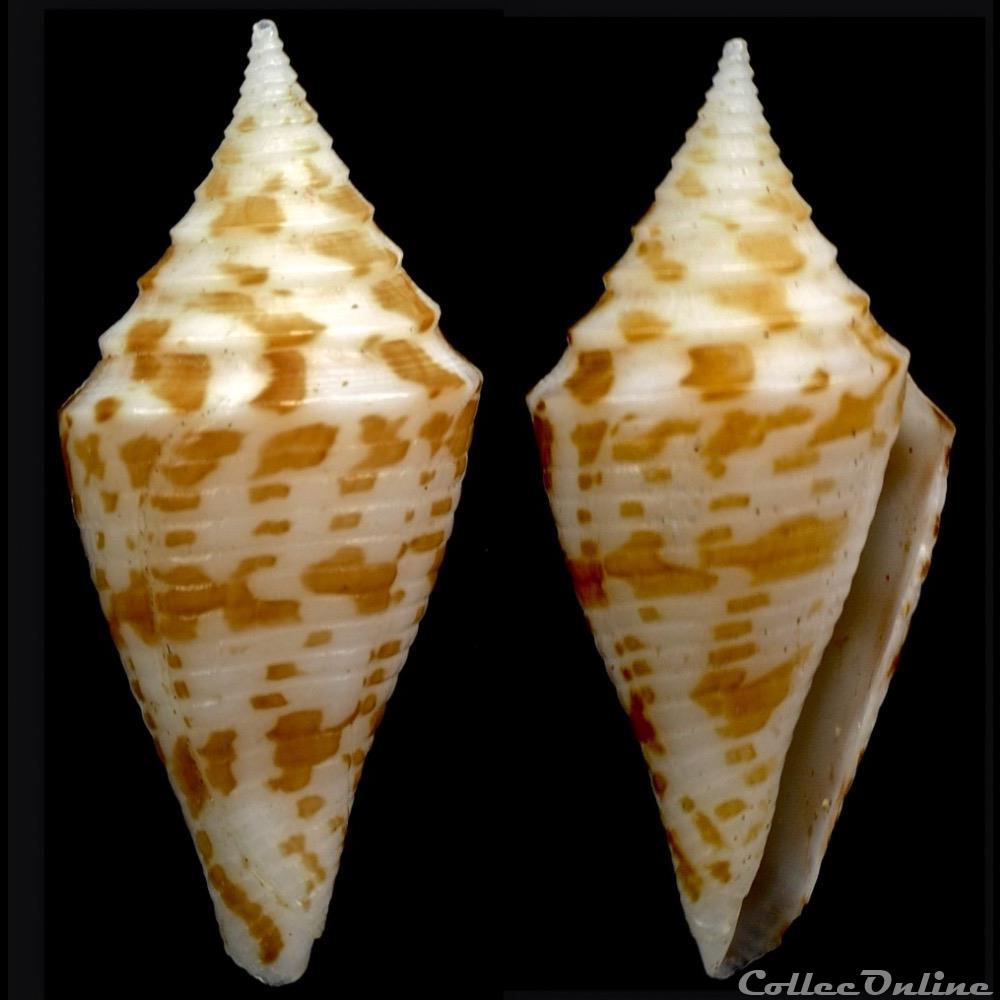 Turriconus (Turriconus) praecellens (A. Adams, 1855) coquillage fossile gastropodum turriconus turriconus praecellens a adams 1855