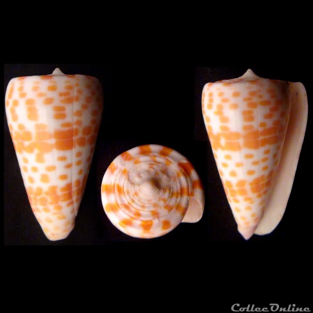 Tesseliconus tessulatus (Born, 1778) coquillage fossile gastropodum tesseliconus tessulatus born 1778
