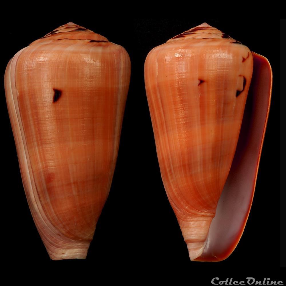 coquillage fossile gastropodum darioconus pennaceus lohri kilburn 1972