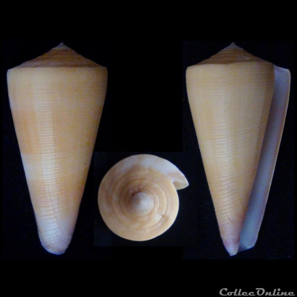 Virgiconus kintoki (Habe & Kosuge, 197 coquillage fossile gastropodum virgiconus kintoki habe kosuge 197