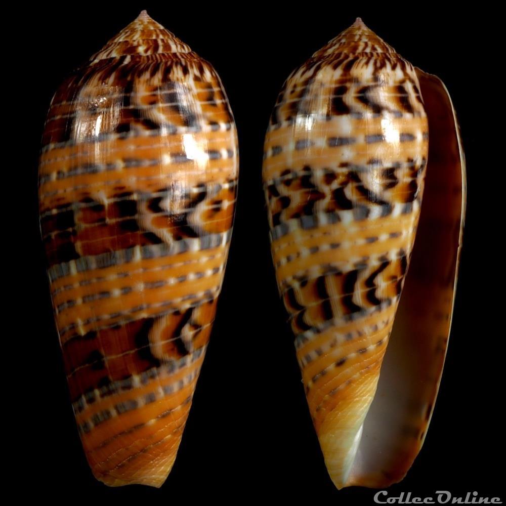 Textilia (Textilia) dusaveli (H. Adams, 1872) coquillage fossile gastropodum textilia textilia dusaveli h adams 1872