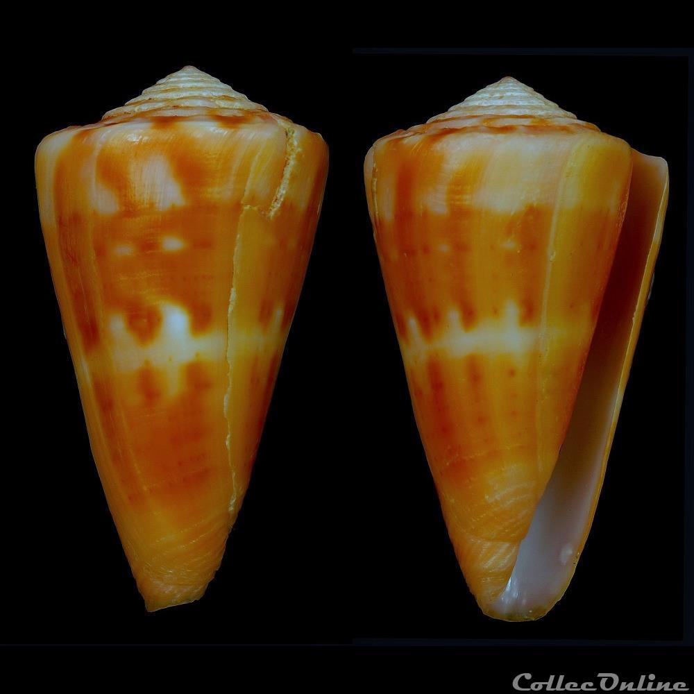 coquillage fossile gastropodum dauciconus dauciconus daucus hwass in bruguiere 1792