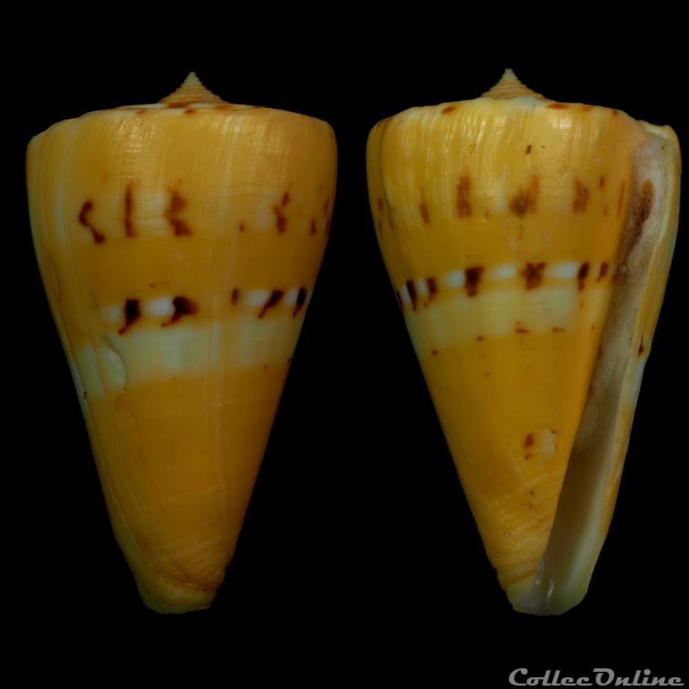 Dauciconus (Dauciconus) riosi (Petuch, 1986) coquillage fossile gastropodum dauciconus dauciconus riosi petuch 1986