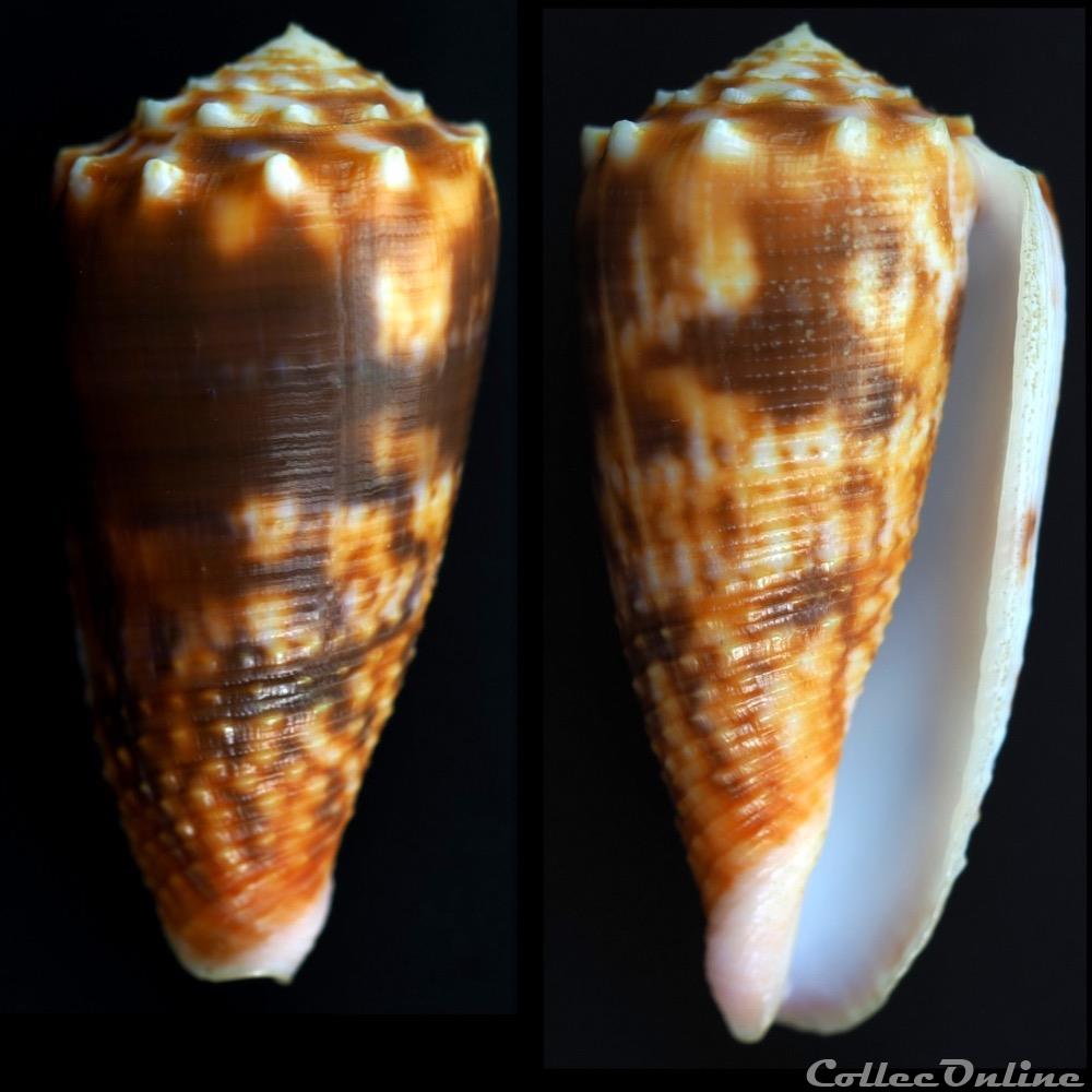 Phasmoconus (Fulgiconus) moluccensis (K ster, 1838) coquillage fossile gastropodum phasmoconus fulgiconus moluccensis k ster 1838