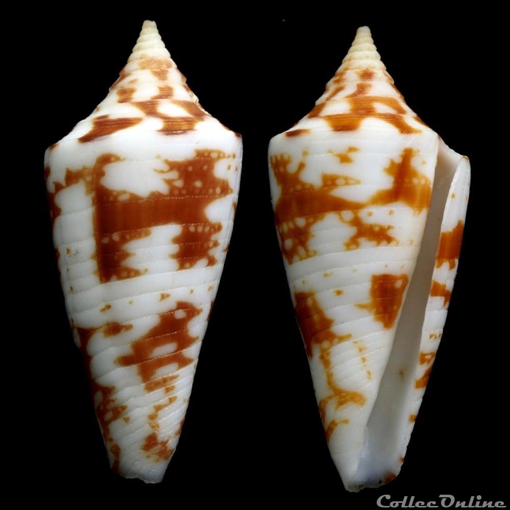 coquillage fossile gastropodum fumiconus lentiginosus reeve 1844