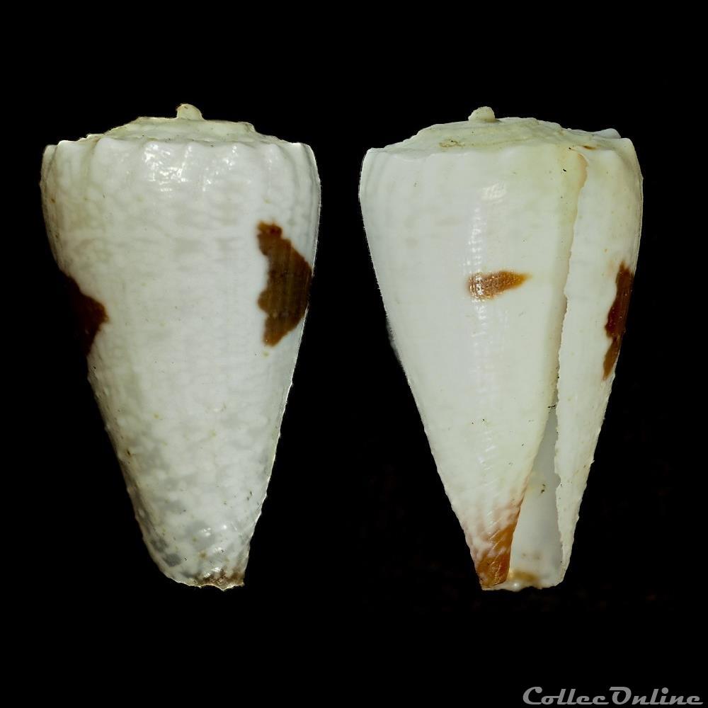 coquillage fossile gastropodum conus nicobaricus hwass in bruguiere 1792