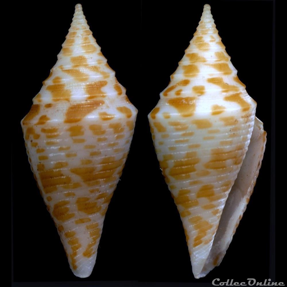 Turriconus (Turriconus) praecellens (A. Adams, 1855) coquillage fossile gastropodum turriconus turriconus praecellens a adams 1855