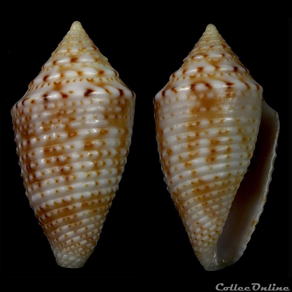 Ximeniconus (jaspidiconus) cf. pusio coquillage fossile gastropodum ximeniconus jaspidiconus cf pusio