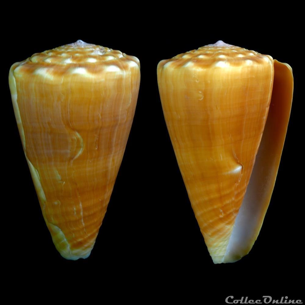 Ductoconus (Ductoconus) apogrammatus (Dall, 1910) coquillage fossile gastropodum ductoconus ductoconus apogrammatus dall 1910