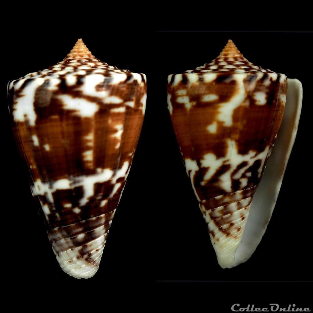 coquillage fossile gastropodum kioconus malacanus hwass in bruguiere 1792