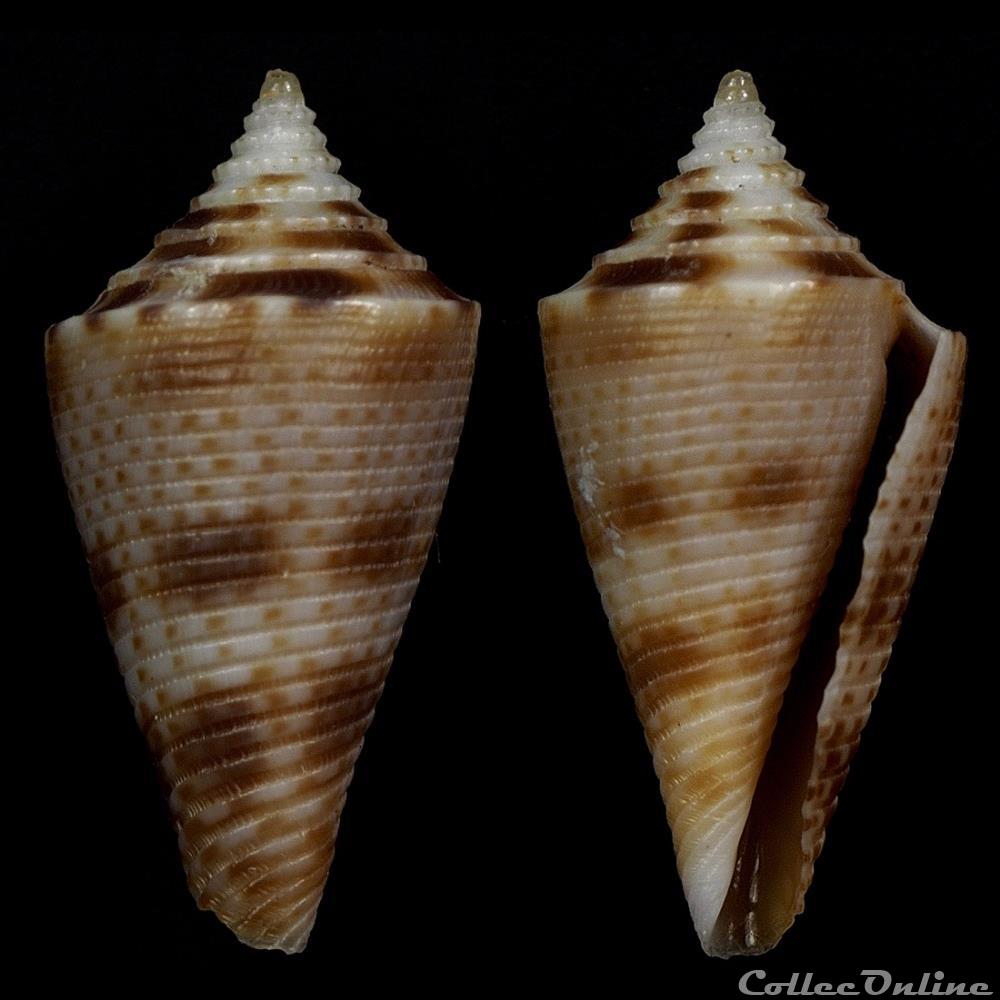 Conasprella wakayamaensis (Kuroda, 1956) coquillage fossile gastropodum conasprella wakayamaensis kuroda 1956