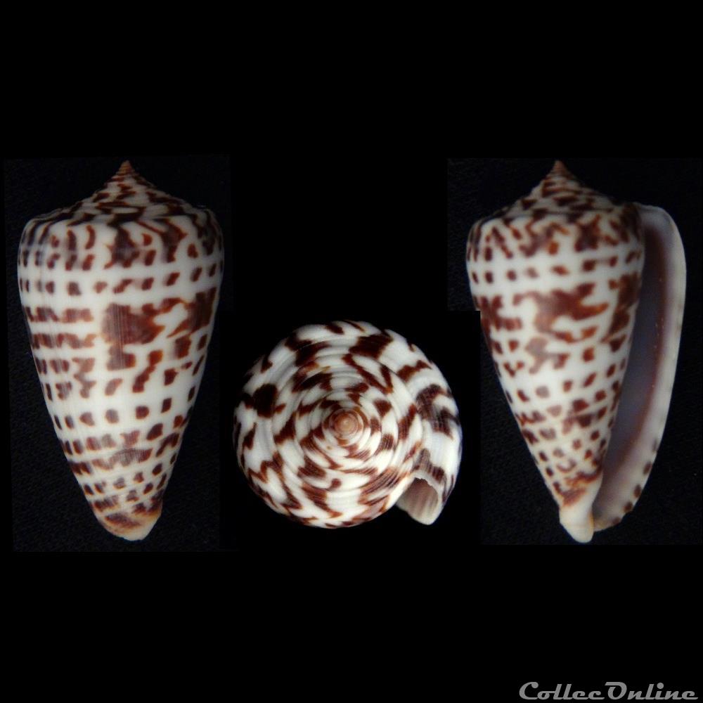 Phasmoconus (Phasmoconus) jickelii (Weinkau , 1873) coquillage fossile gastropodum phasmoconus phasmoconus jickelii weinkau 1873