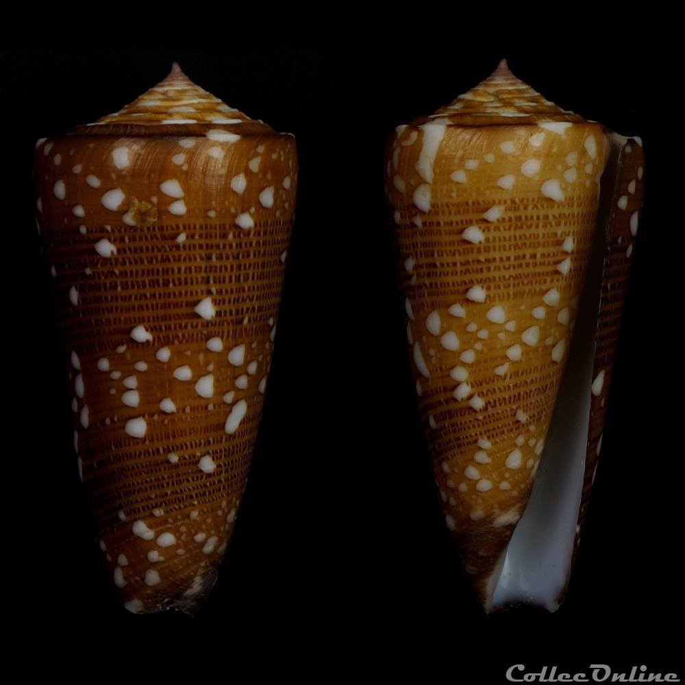 Eugeniconus victor victor (Broderip, 1842) coquillage fossile gastropodum eugeniconus victor victor broderip 1842