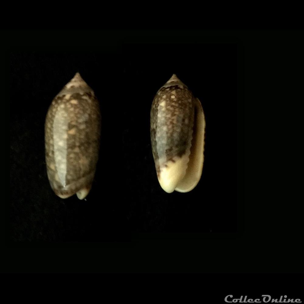 coquillage fossile gastropodum jaspidella jaspidea gmelin 1791