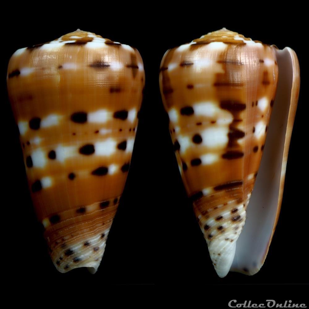 Pionoconus barthelemyi (Bernardi, 1861) coquillage fossile gastropodum pionoconus barthelemyi bernardi 1861