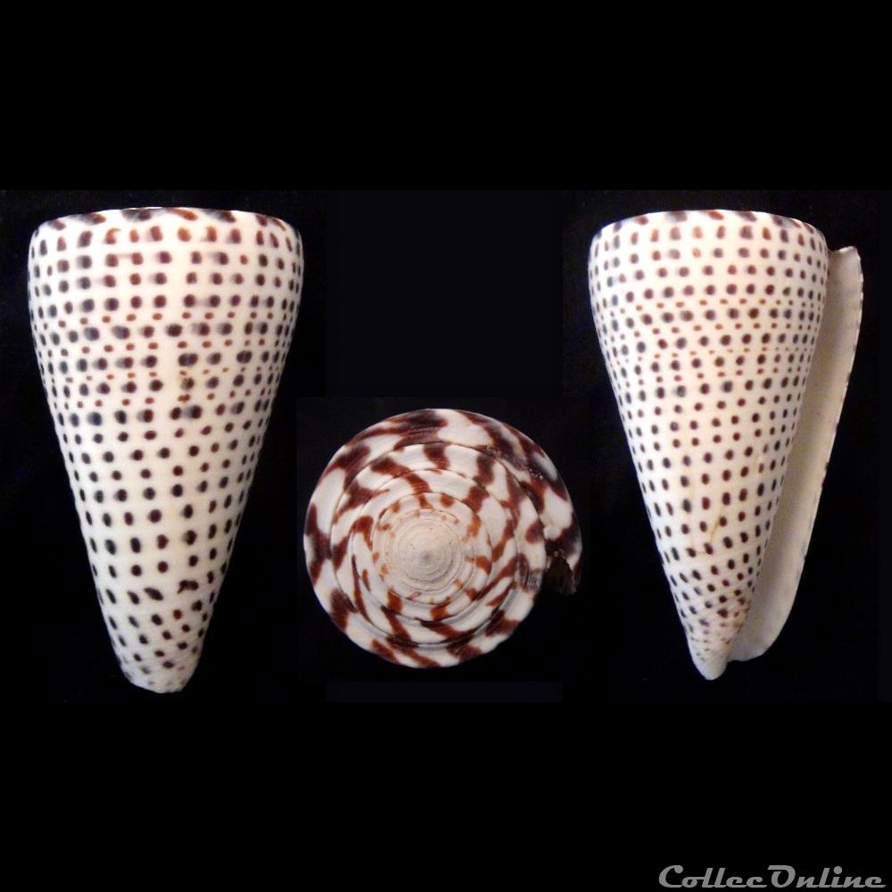 coquillage fossile gastropodum lithoconus leopardus roding 1798