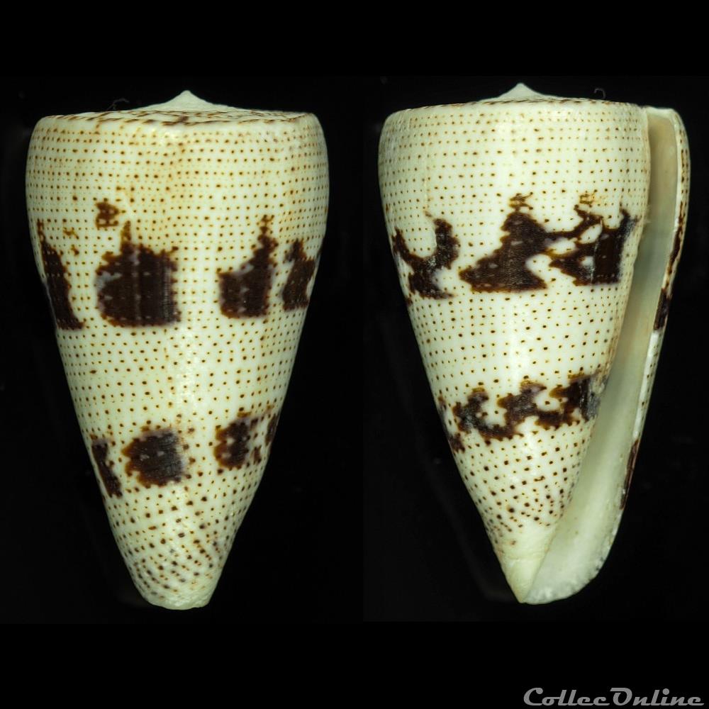Strategoconus (Rolaniconus) augur (Ligthfoot, 1786) coquillage fossile gastropodum strategoconus rolaniconus augur ligthfoot 1786