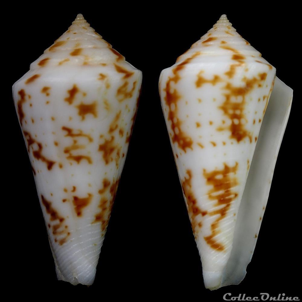 Dauciconus (Dauciconus) tostesi (Petuch, 1986) coquillage fossile gastropodum dauciconus dauciconus tostesi petuch 1986
