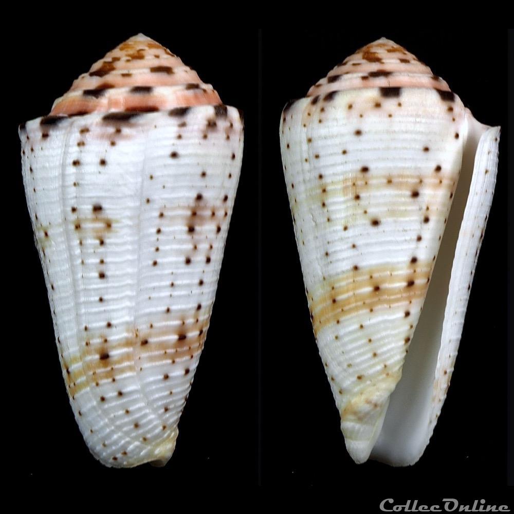 Pionoconus aurisiacus (Linnaeus, 1758) coquillage fossile gastropodum pionoconus aurisiacus linnaeus 1758
