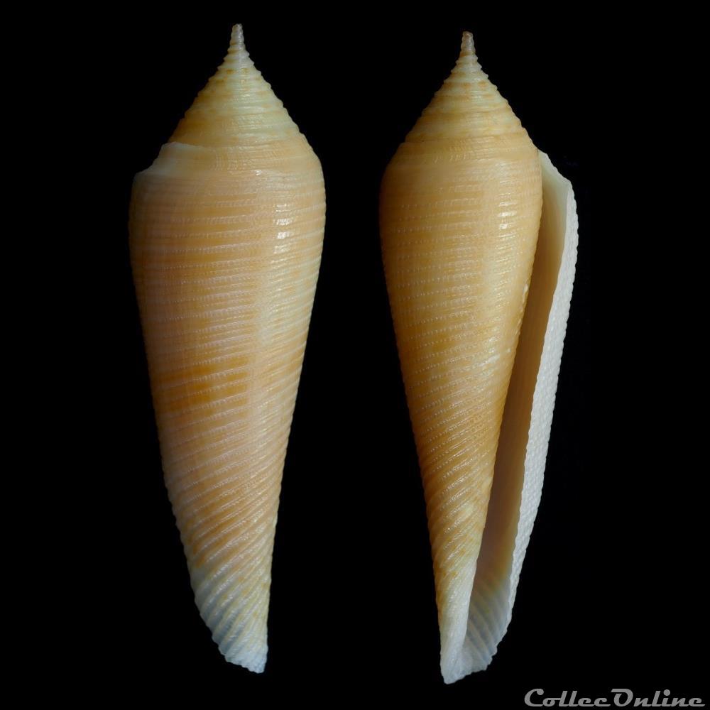 Fusiconus (Fusiconus) vimineus (Reeve, 1849) coquillage fossile gastropodum fusiconus fusiconus vimineus reeve 1849