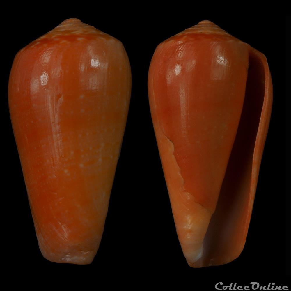 Textilia (Textilia) solangeae (Bozzetti , 2004) coquillage fossile gastropodum textilia textilia solangeae bozzetti 2004