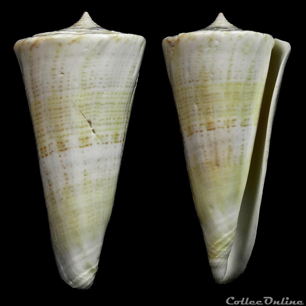 Kioconus ( Nitidoconus) voluminalis (Reeve, 1843) coquillage fossile gastropodum kioconus nitidoconus voluminalis reeve 1843