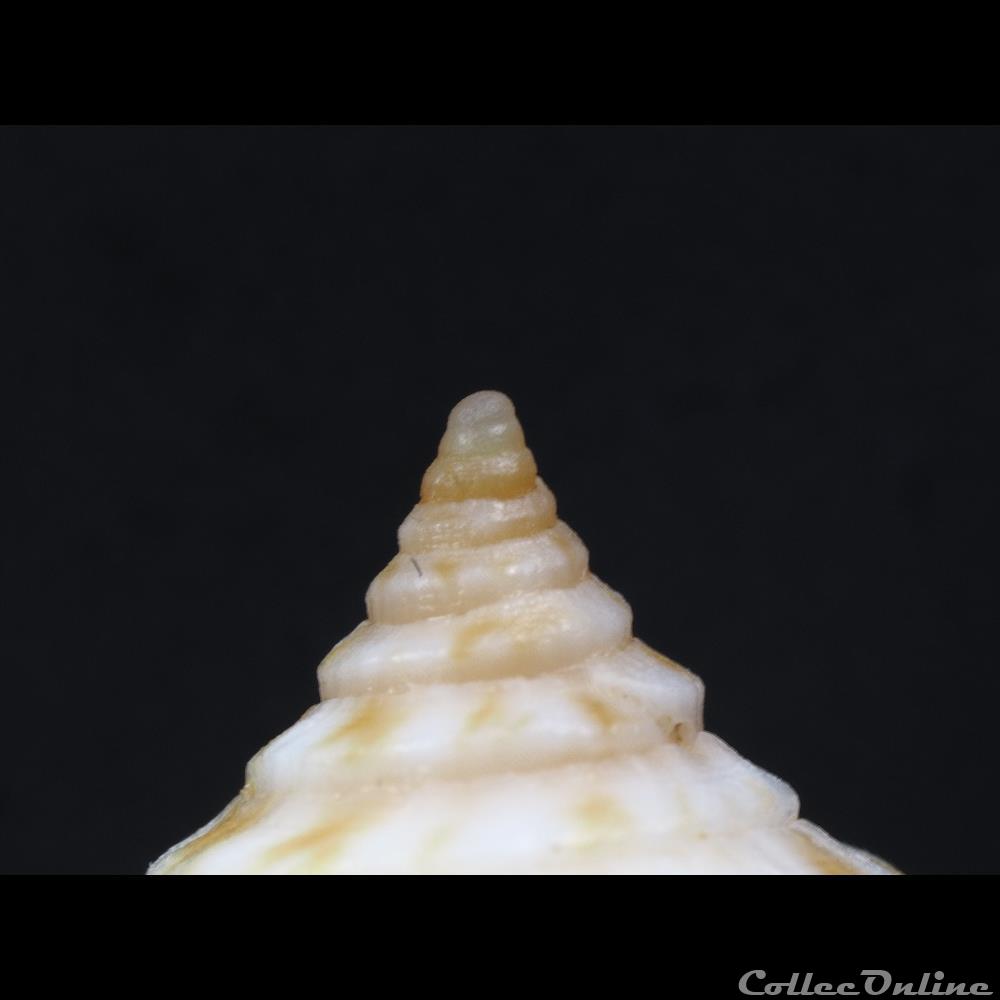 Dauciconus (Purpuriconus) ednae (Petuch, 2013) coquillage fossile gastropodum dauciconus purpuriconus ednae petuch 2013