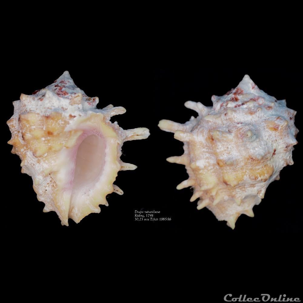 Drupa rubusidaeus Röding, 1798 coquillage fossile gastropodum drupa rubusidaeus roding 1798