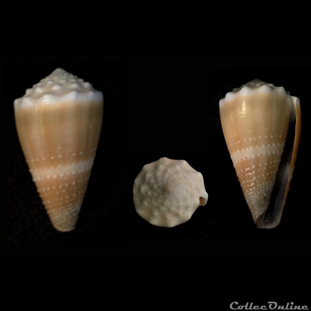 Lividoconus ( Lividoconus) lividus (Hwass in Bruguière, 1792) coquillage fossile gastropodum lividoconus lividoconus lividus hwass in bruguiere 1792