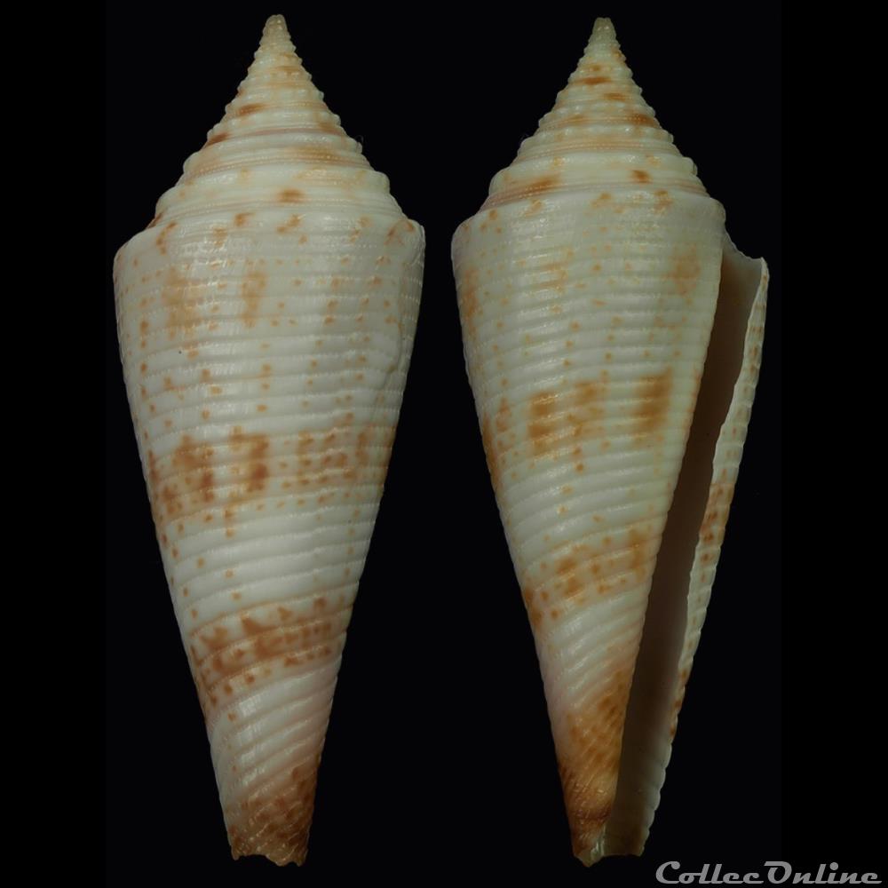 Fusiconus (Bathyconus) schepmani (Fulton, 1936) coquillage fossile gastropodum fusiconus bathyconus schepmani fulton 1936