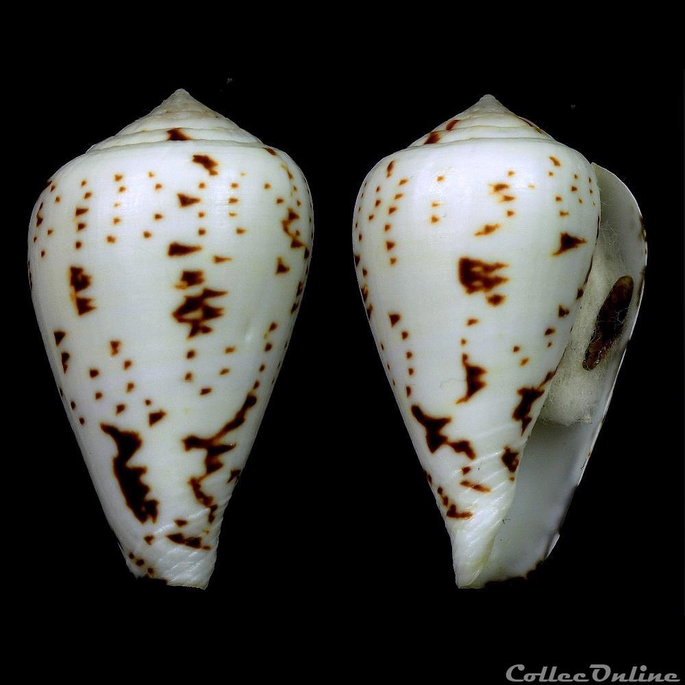 coquillage fossile gastropodum lautoconus varioconus lineopunctatus kaicher 1976