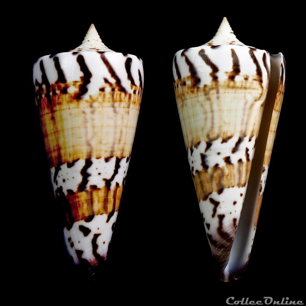 Strategoconus (Strategoconus) generalis f. pallida (Dautzenberg, 1937) coquillage fossile gastropodum strategoconus strategoconus generalis f pallida dautzenberg 1937