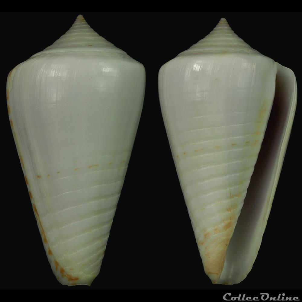 Phasmoconus (Phasmoconus) inscriptus f. cuneiformis (Reeve, 1843) coquillage fossile gastropodum phasmoconus phasmoconus inscriptus f cuneiformis reeve 1843