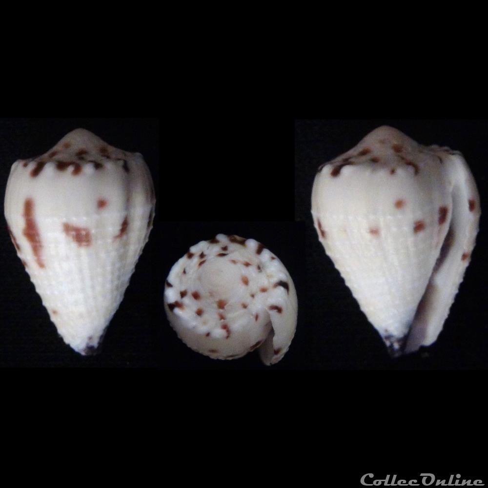 coquillage fossile gastropodum harmoniconus sponsalis hwass in bruguiere 1792