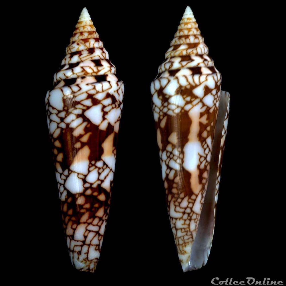 Leptoconus milneedwardsi clytospira (Melvill & Standen, 1899) coquillage fossile gastropodum leptoconus milneedwardsi clytospira melvill standen 1899