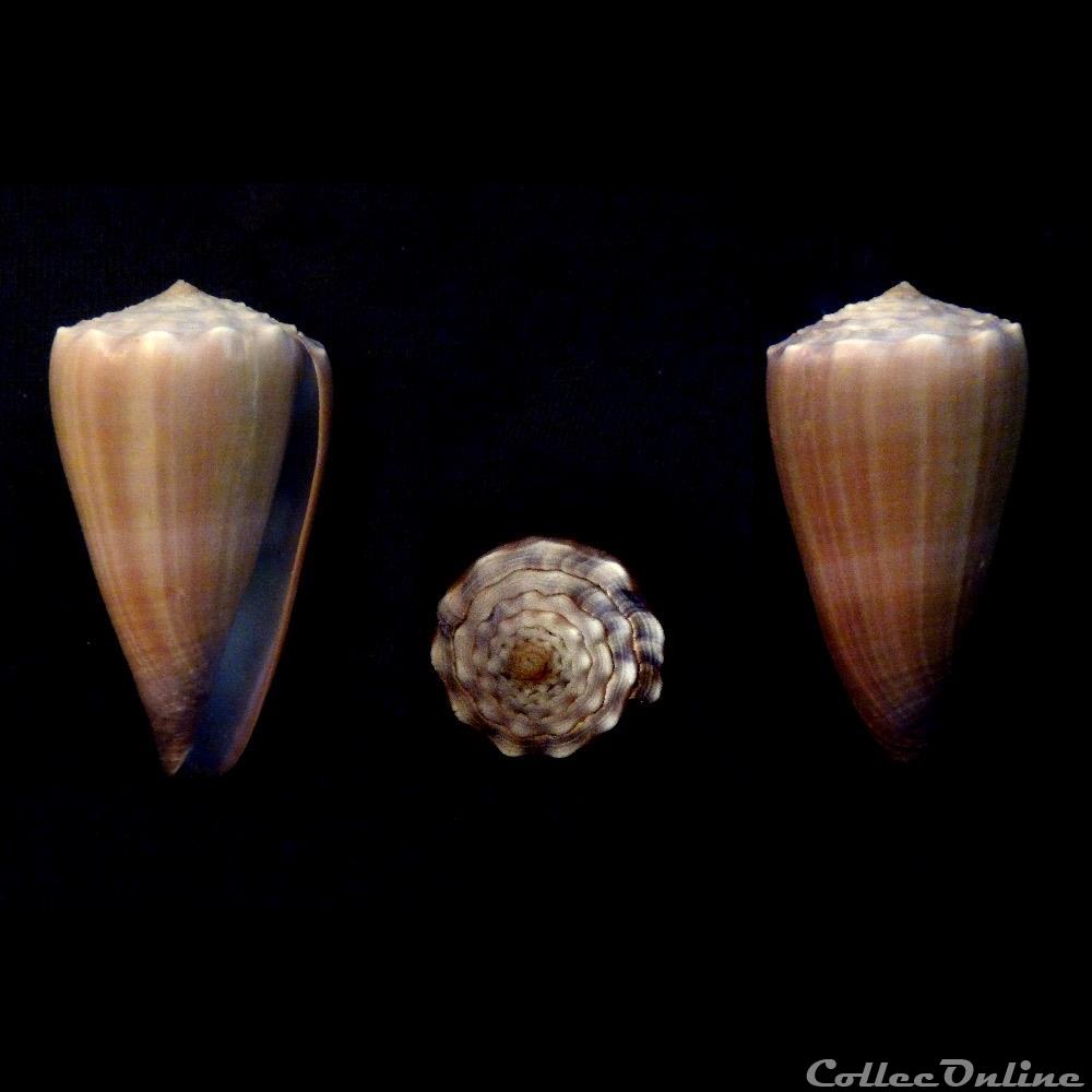 coquillage fossile gastropodum lividoconus lividoconus conco puillandre al 2014