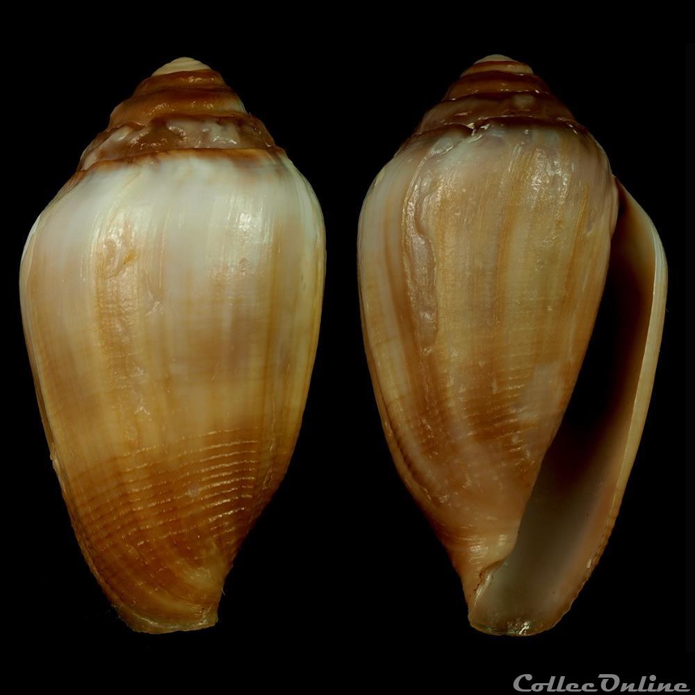 Californiconus californicus (Reeve, 1844) coquillage fossile gastropodum californiconus californicus reeve 1844
