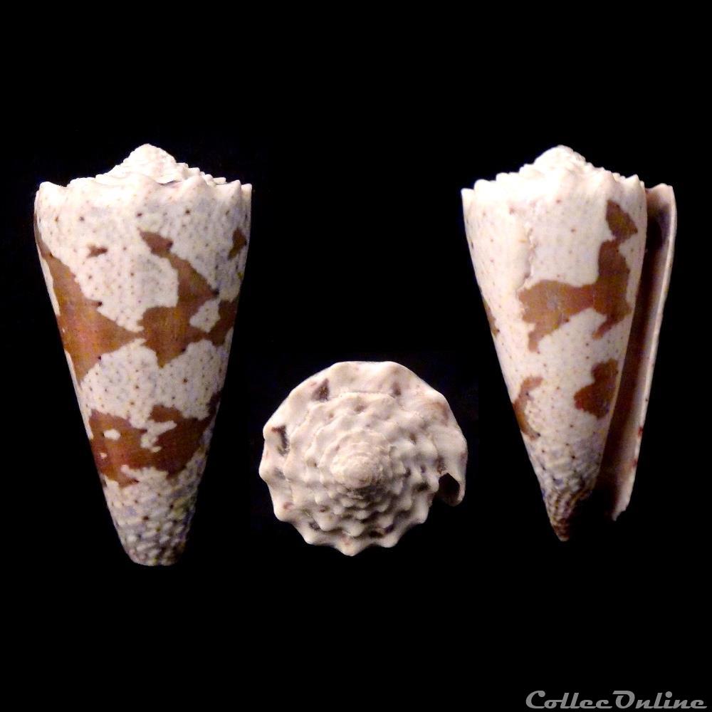 Rhombiconus imperialis (Linnaeus, 1758) coquillage fossile gastropodum rhombiconus imperialis linnaeus 1758