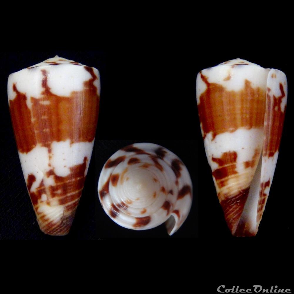 Strategoconus (Vituliconus) vitulinus (Hwass, 1792) coquillage fossile gastropodum strategoconus vituliconus vitulinus hwass 1792
