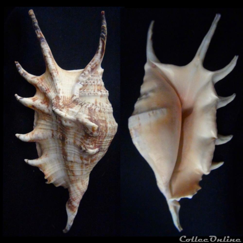 coquillage fossile gastropodum lambis lambis linnaeus 1758