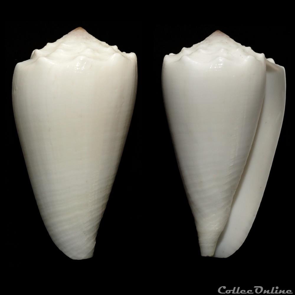 Conus crosseanus f. suffusus Bernardi, 1861 coquillage fossile gastropodum conus crosseanus f suffusus bernardi 1861