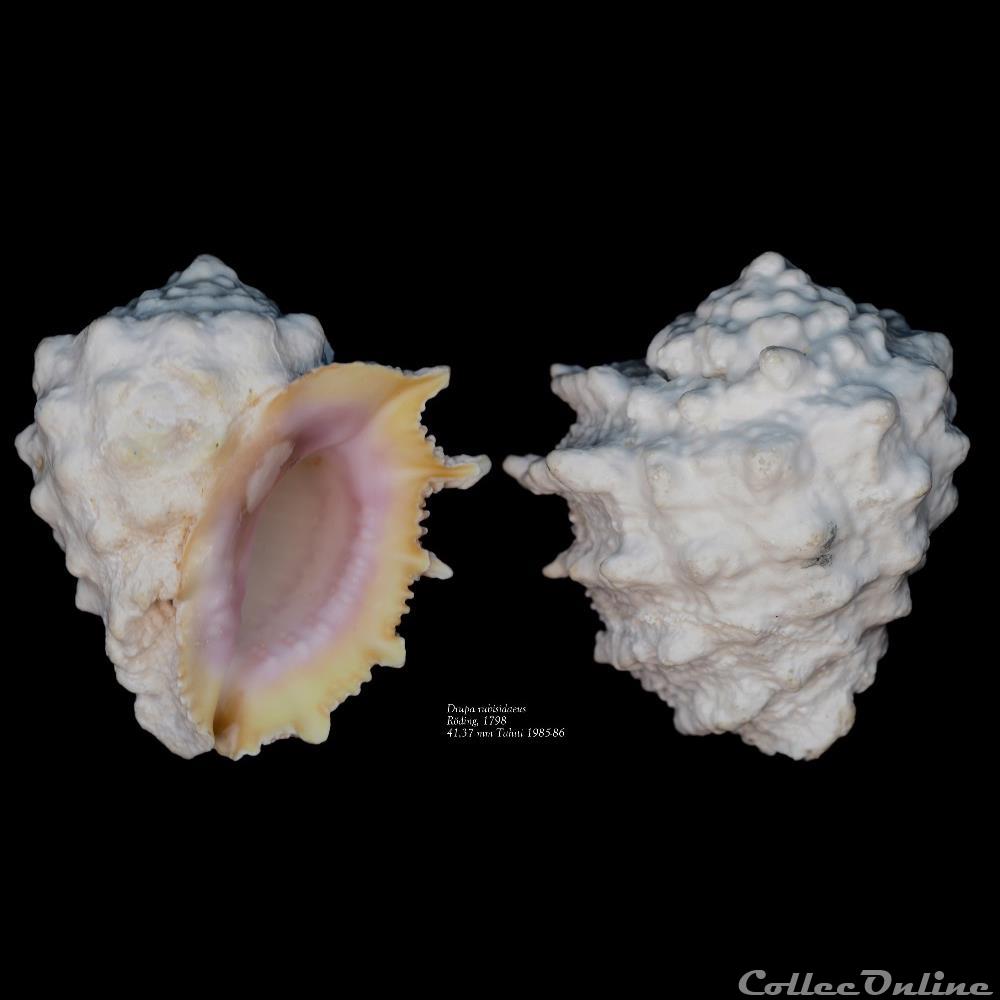 coquillage fossile gastropodum drupa rubusidaeus roding 1798
