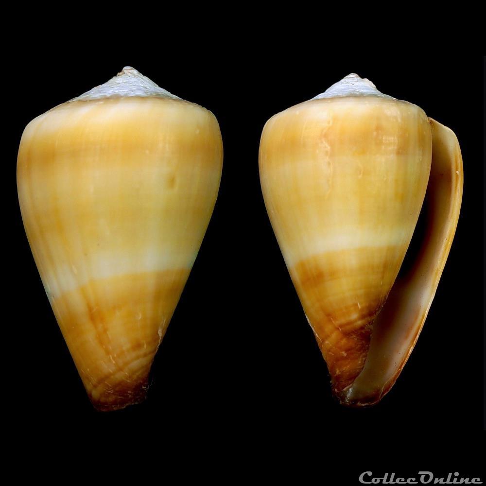 Lautoconus (Africonus) fuscoflavus (Röckel, Rolán & Monteiro, 1980) coquillage fossile gastropodum lautoconus africonus fuscoflavus rockel rolan monteiro 1980