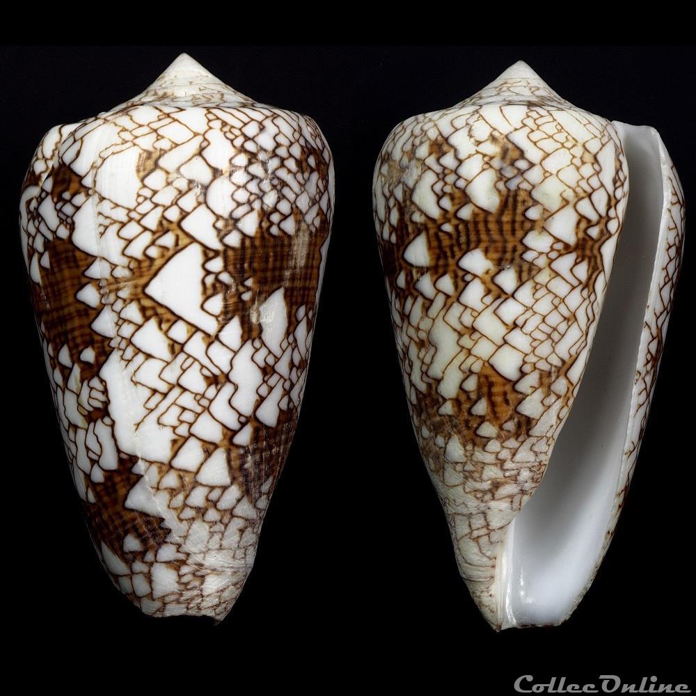 Cylindrus neovicarius (da Motta, 1982) coquillage fossile gastropodum cylindrus neovicarius da motta 1982