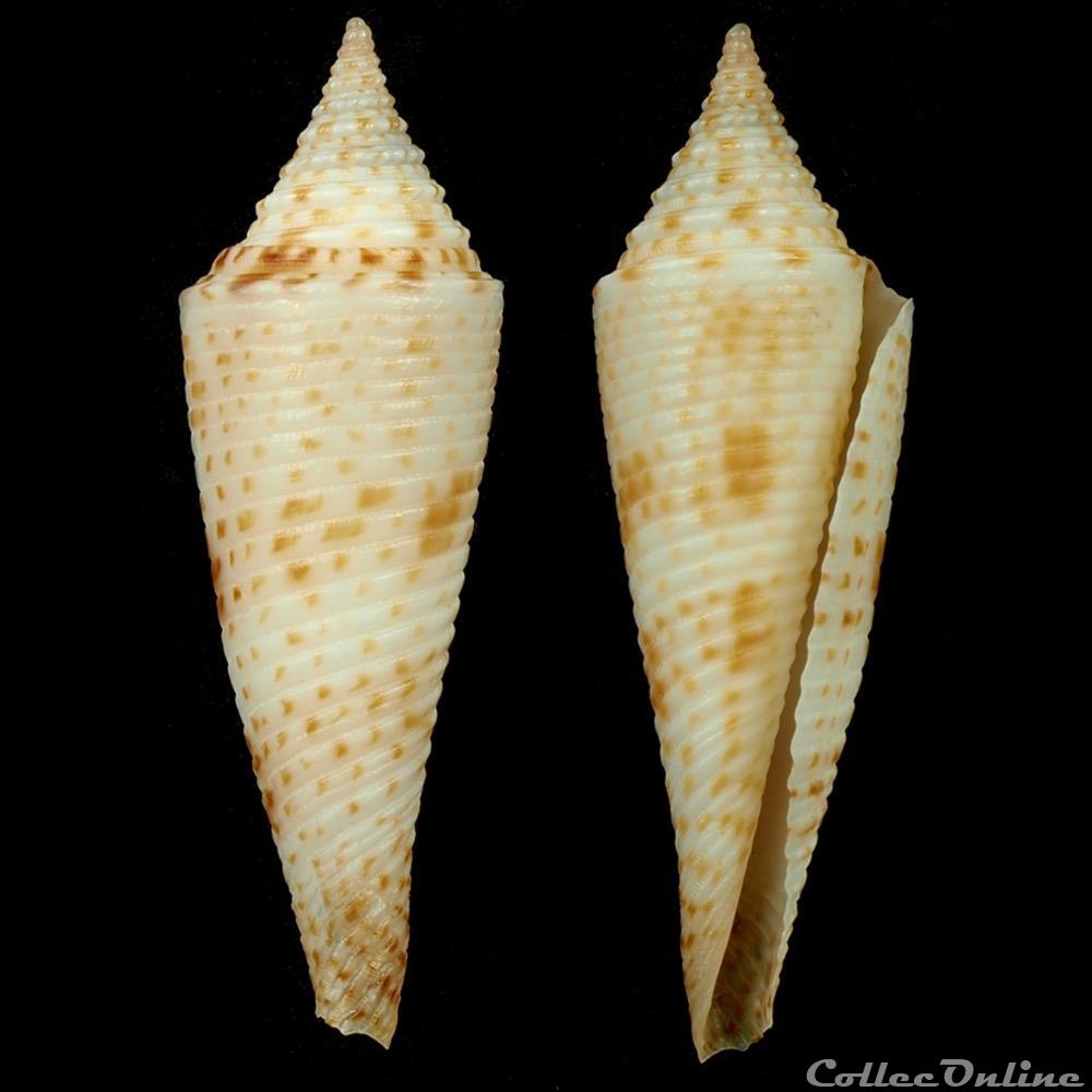 coquillage fossile gastropodum fusiconus fusiconus hopwoodi tomlin 1937