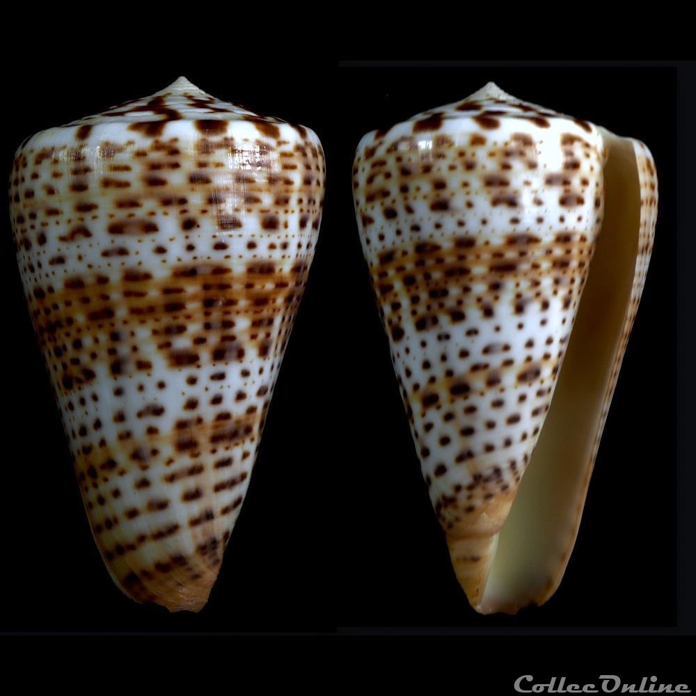 Kalloconus (Kalloconus) siamensis (Hwass in Bruguière, 1792) coquillage fossile gastropodum kalloconus kalloconus siamensis hwass in bruguiere 1792