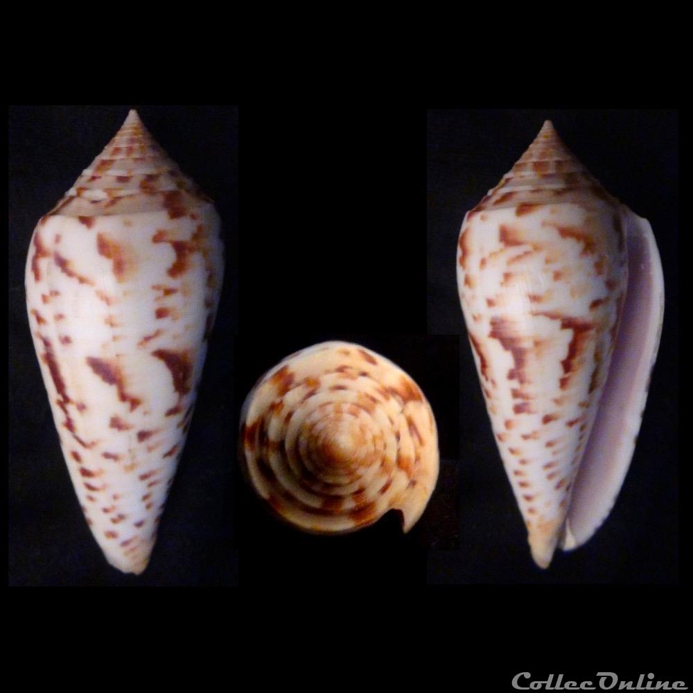 Phasmoconus (Phasmoconus) pretiosus (Nevill & Nevill, 1874) coquillage fossile gastropodum phasmoconus phasmoconus pretiosus nevill nevill 1874